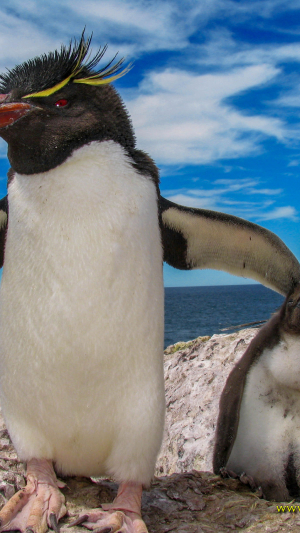 PARQUE INTERJURISDICCIONAL MARINO Isla Pingüino 