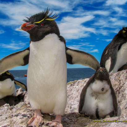 PARQUE INTERJURISDICCIONAL MARINO Isla Pingüino