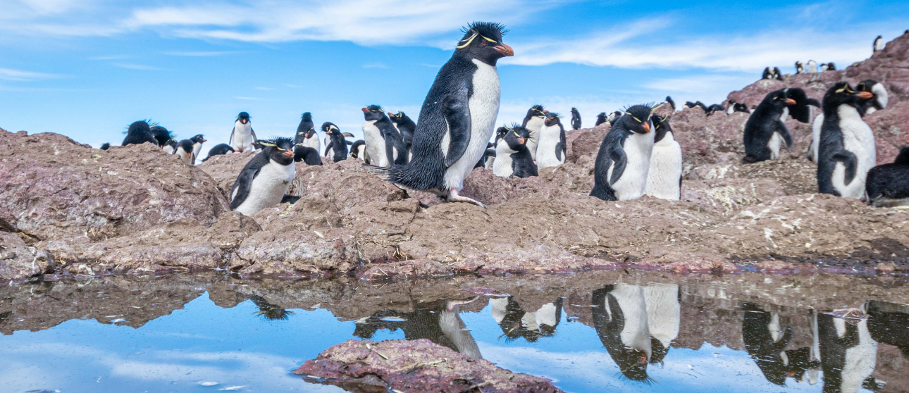 Parque Interjurisccional Marino Isla Pingüino